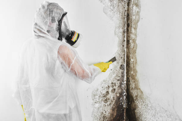 Best Residential Mold Remediation in Grantley, PA